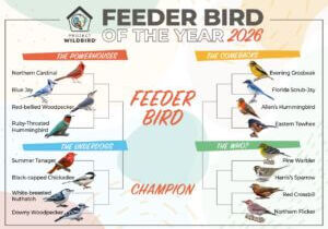 WBFI_2026_FeederBirdoftheYear_Bracket