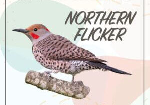 WBFI_2026_FeederBirdoftheYear_Winner
