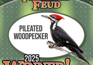 WBFI_FeederBirdoftheYear_Winner copy