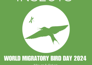 WORLD-MIGRATORY-BIRD-DAY-theme-teaser-2024-1-1024x1024