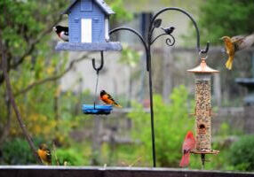 backyard-bird-feeders-and-colorful-michigan-birds-2026-03-16-06-05-14-utc Large