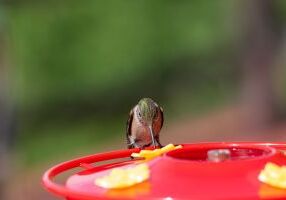 broad tailed hummingbird on a nectar feeder-medium