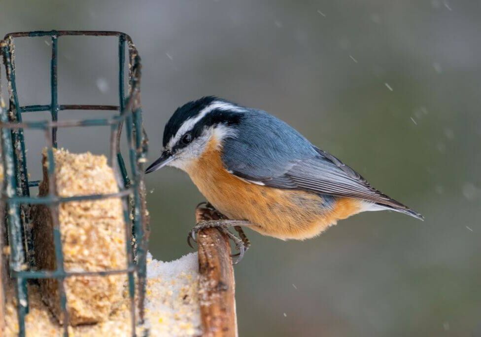 red breasted nuthatch on suet-large